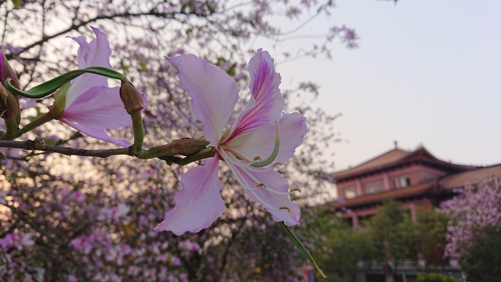 花开南医，春色满园