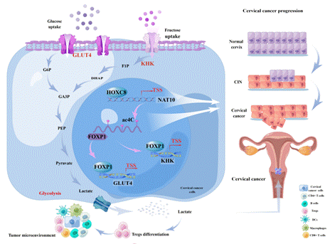 graphical abstract